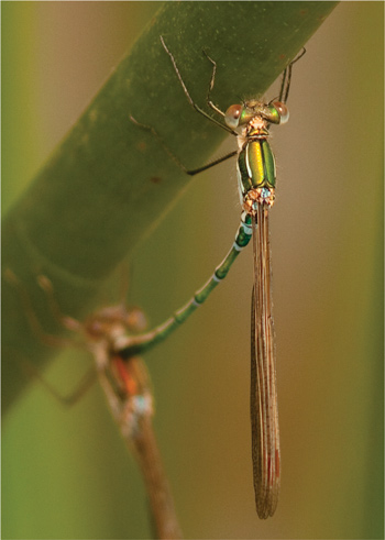 Austrolestes cingulatus